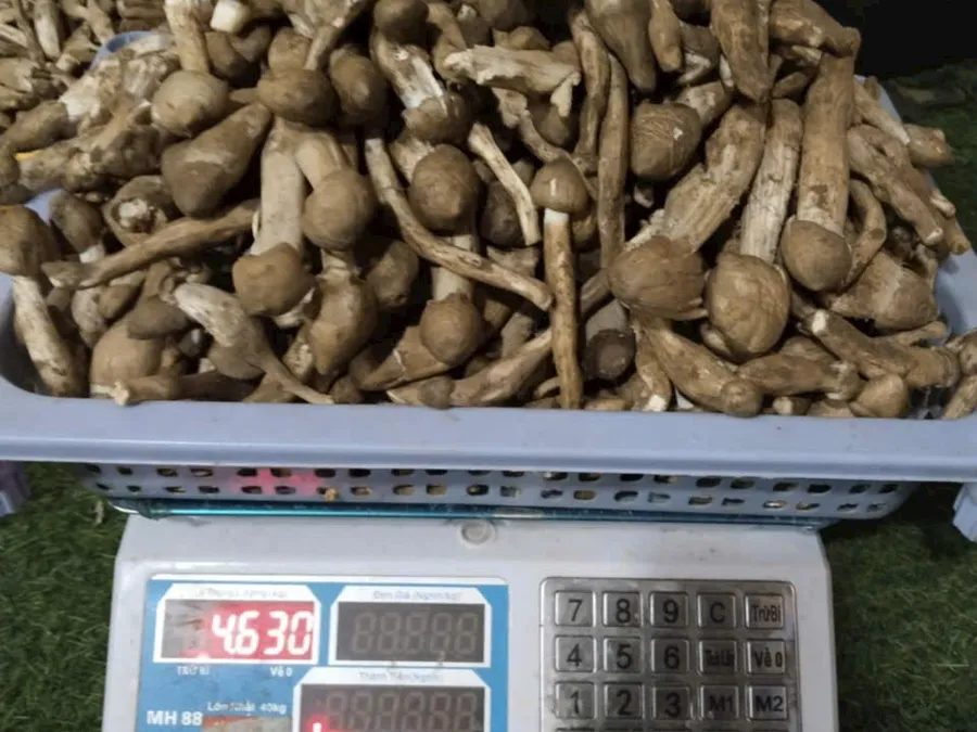 Nấm mối tươi miền Tây sẵn sàng giao hàng